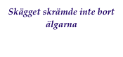Skägget skrämde inte bort älgarna